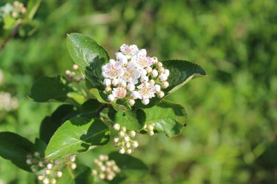 Close-up of white flowers blooming in park