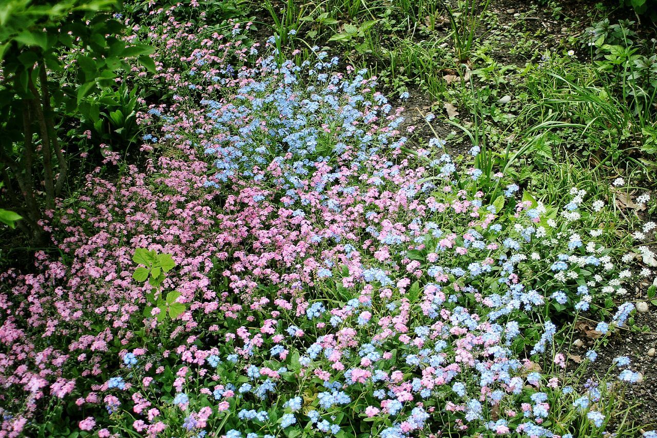 flower, growth, freshness, beauty in nature, plant, nature, fragility, high angle view, full frame, green color, blooming, backgrounds, petal, leaf, pink color, abundance, in bloom, day, outdoors, field