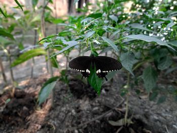 Close-up of butterfly on plant