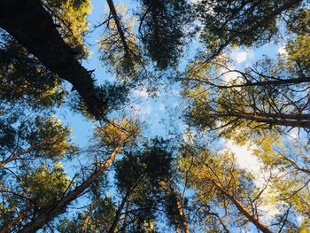 Low angle view of trees against sky