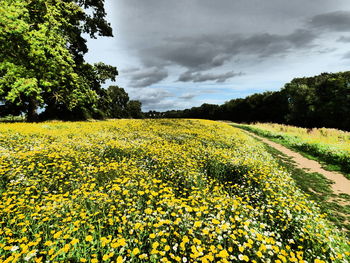 Yellow flowers growing in field