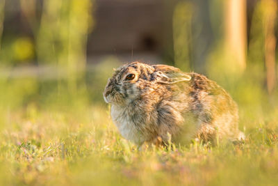 Close-up of hare on grassy field