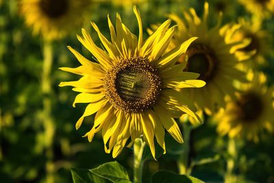 Close-up of sunflower