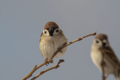 Low angle view of birds perching on branch