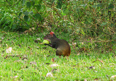 Rodent on field eating fruit against plants