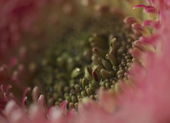 Close-up of pink flower