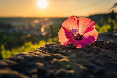 Close-up of orange flowering plant against sky during sunset