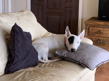 View of dog resting on bed