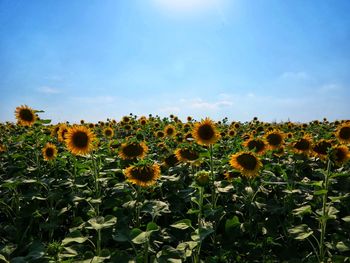 Scenic view of sunflower field against sky