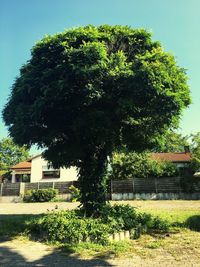 Trees on sunny day