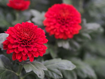 Close-up of red dahlia flower in park