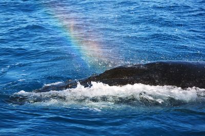 View of whale swimming in sea