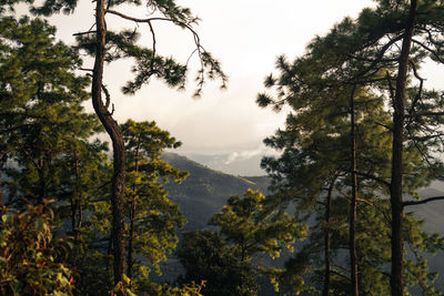 Trees in forest against sky