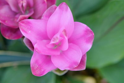 Close-up of pink rose flower