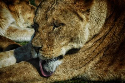 Close-up of cat sleeping