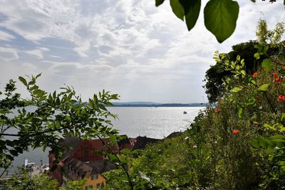 Plants and trees by building against sky