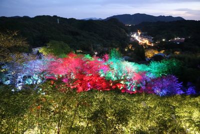 Scenic view of illuminated trees at night
