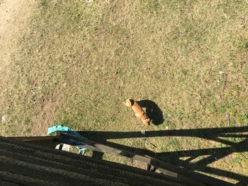 High angle view of dog by shadow on railing