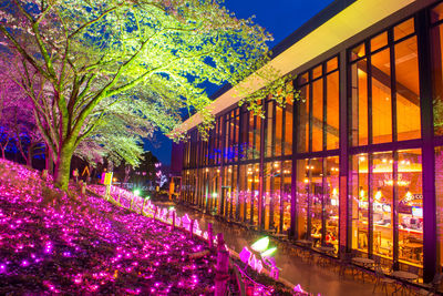 Purple flowering plants at night