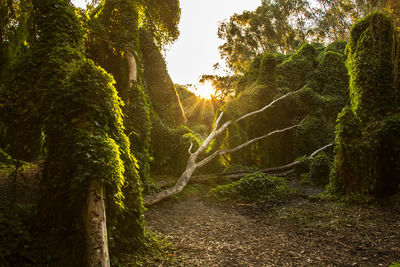 Trees growing in forest against sky