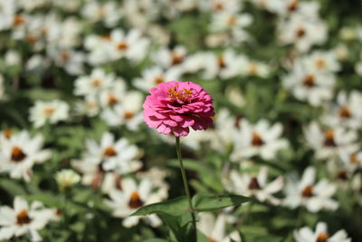 Close-up of pink flowering plant