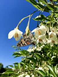 Close-up of butterfly pollinating flower