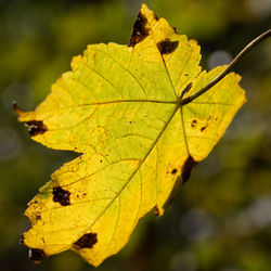 Close-up of maple leaf during autumn