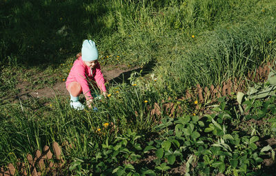 Child look at vegetable seedlings in the garden. gardening with children, farming and harvesting. 
