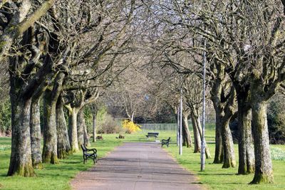 A tree-lined path in king george v park. 