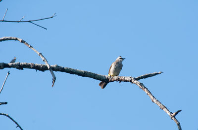 Low angle view of bird perched on branch