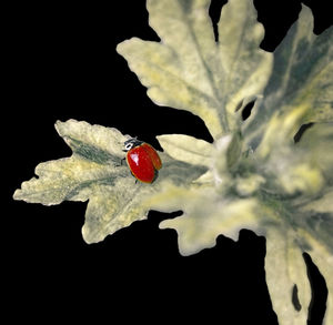 Close-up of ladybug on fruit