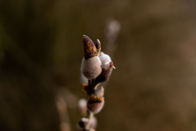 Close-up of flowering plant