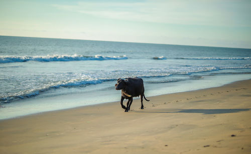 View of horse on beach