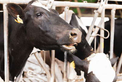 Close-up of cow