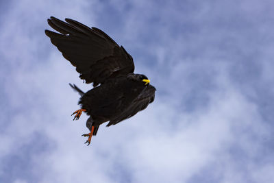 Low angle view of eagle flying against sky