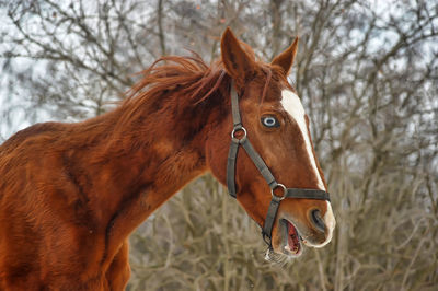 Close-up of a horse on field