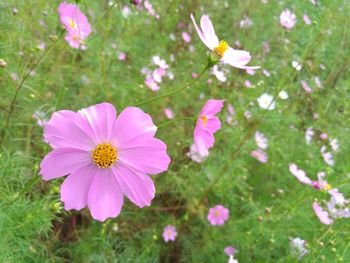 Close-up of cosmos flowers blooming on field