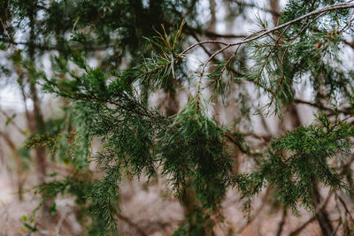 Close-up of plant