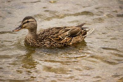 Duck swimming in lake