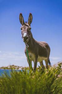 Portrait of a horse on field