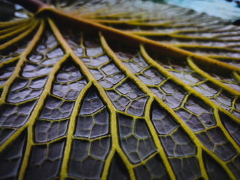 Full frame shot of wet leaves