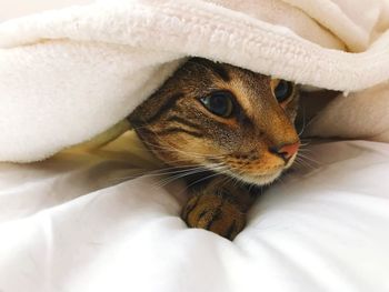 Close-up of cat on bed at home