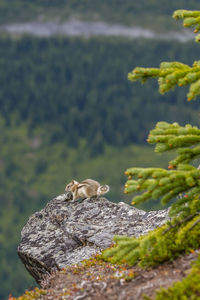 Close-up of squirrel on rock