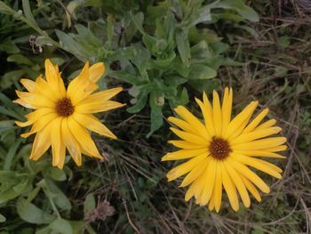 Close-up of yellow flowering plant on field