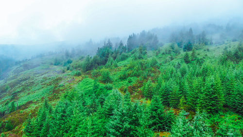 Pine trees in forest against sky