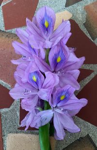 Close-up of pink flowers