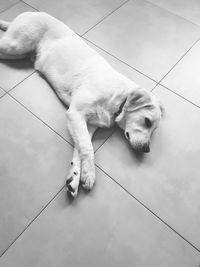 High angle view of dog sleeping on floor