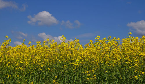Close-up of yellow flowering plants in field against sky