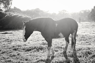 Horses grazing on field