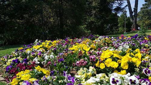 Fresh flowers blooming in field by trees in park